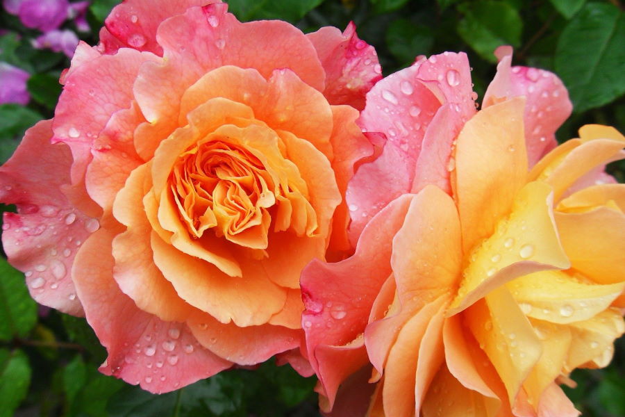 Comment jardiner sans se fatiguer ?